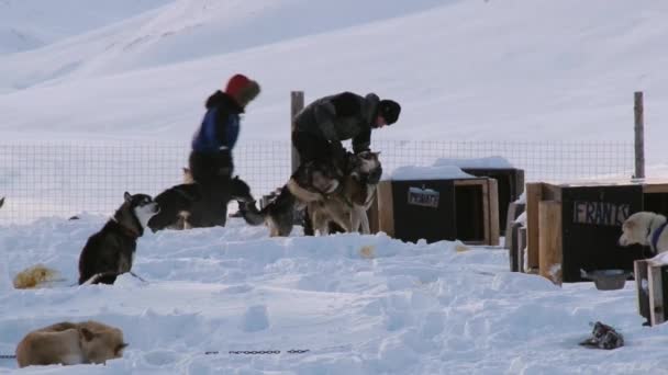 Människor får hundar redo för en kälkbacke i Longyearbyen, Norge. — Stockvideo