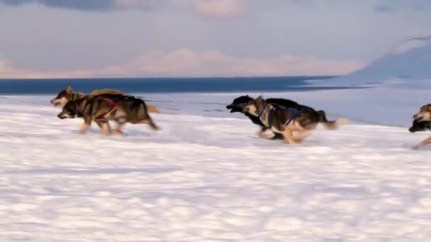 As pessoas andam de trenó com cães marinhos siberianos na neve em Longyearbyen, Noruega . — Vídeo de Stock