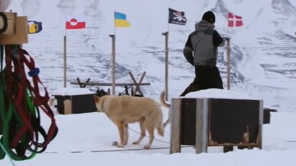 People get dogs ready for a sled run in Longyearbyen, Norway. — Stock Video