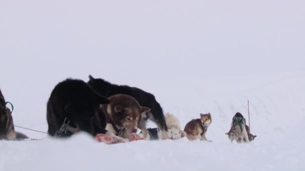 Sibiřský husky sáňkovat psi jíst maso během odpočinku na sněhu v Longyearbyen, Norsko. — Stock video
