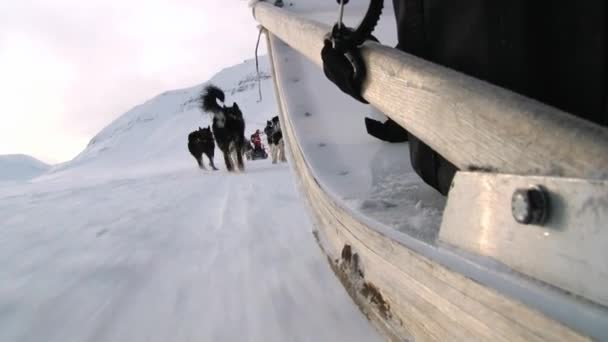 Сибирские хаски тянут сани на снегу в Лонгйирбене, Норвегия . — стоковое видео
