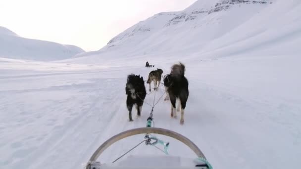 Siberian husky hundar dra släde på snön i Longyearbyen, Norge. — Stockvideo