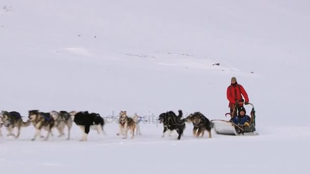 人々 は、ロングイェールビーン, ノルウェーの雪の上でシベリアン ハスキー犬そりに乗る. — ストック動画