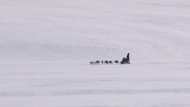 Lidé jezdí saně s sibiřský husky psi na sněhu v Longyearbyen, Norsko. — Stock video