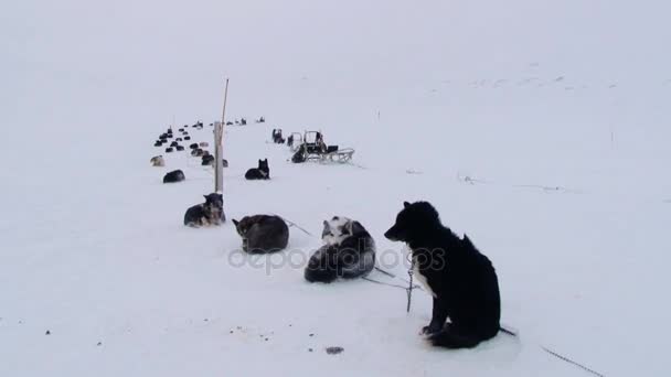 Sibiřský husky spřežení psů spočívat na sněhu v bouři na Špicberky, Norsko. — Stock video