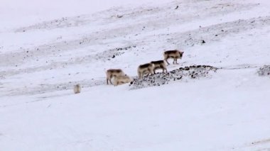 Kutup reindeers terk edilmiş Rus arctic yerleşim Spitsbergen, Norveç'te Grumant ve hayvan sürüsü.