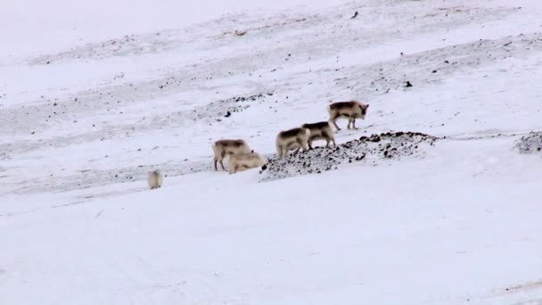 Kutup reindeers terk edilmiş Rus arctic yerleşim Spitsbergen, Norveç'te Grumant ve hayvan sürüsü. — Stok video