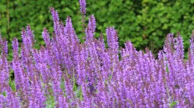 Arka planda bir Bahçe, yeşil ile mavi çiçekler görünümüne yapraklar.