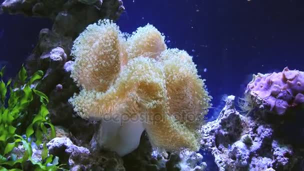 Vista a las hermosas plantas oceánicas en movimiento en el acuario . — Vídeo de stock