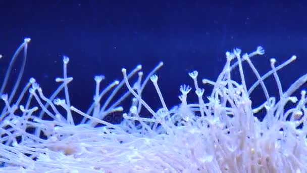 Met het oog op de mooie bewegende planten van de Oceaan in aquarium. — Stockvideo