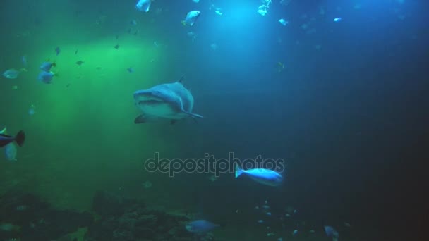 Tubarão e peixe movem-se em grande aquário . — Vídeo de Stock