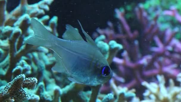 Vue sur les coraux et les poissons tropicaux dans un aquarium . — Video