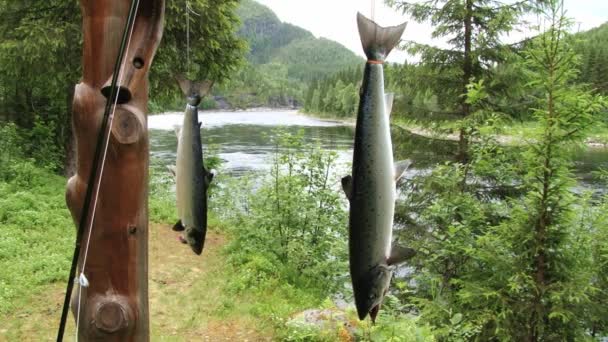 Färsk fisk hänga med floden på bakgrunden i Sogndal, Norge. — Stockvideo