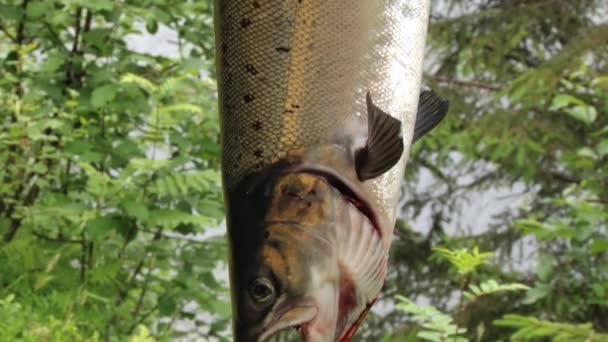 Čerstvé ryby visí s řekou na pozadí v Sogndal, Norsko. — Stock video