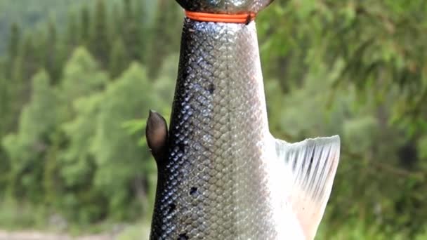 ソンダル, ノルウェーの背景で川と新鮮な魚を掛ける. — ストック動画