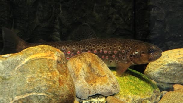 Forel blijft statisch in de zwevende water van een rivier in Sogndal, Noorwegen. — Stockvideo