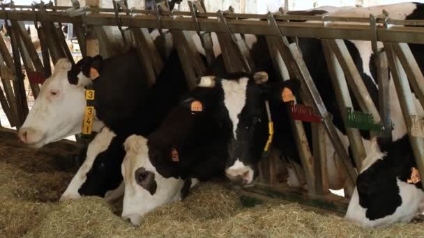 Les vaches laitières mangent du foin à la ferme de Modène, en Italie . — Video