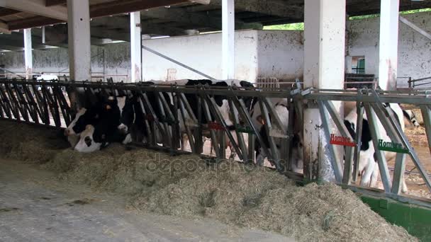 Vacas leiteiras comem feno na fazenda em Modena, Itália . — Vídeo de Stock