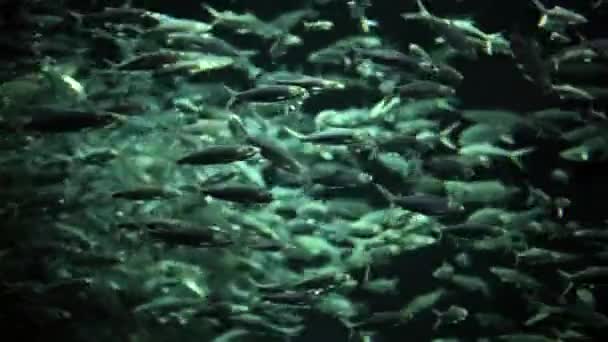 Vue sur l'école de poissons nourris dans un aquarium . — Video