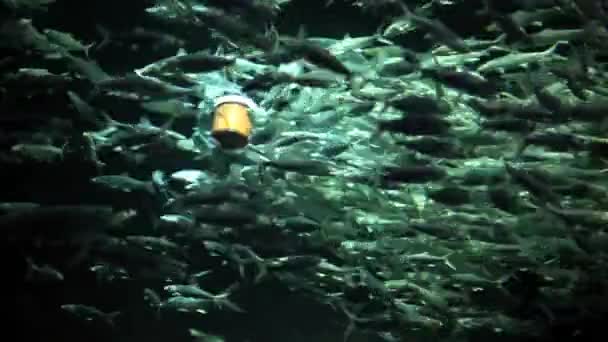 Vue sur l'école de poissons nourris dans un aquarium . — Video
