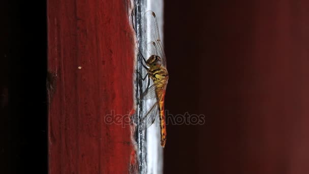 Dragonfly zit op een verouderde houten oppervlak. — Stockvideo