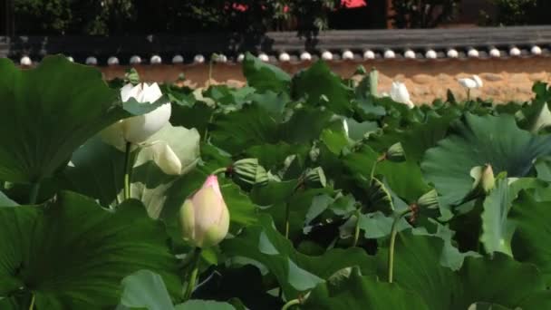 Vista a las flores de loto en el pueblo de Yangdong en Gyeongju, Corea — Vídeo de stock