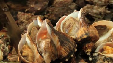 Busan, Kore balık pazarında, deniz kabuklarını yaşamak.