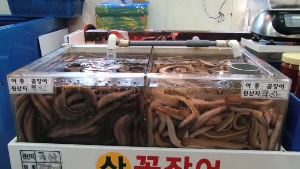 Visa till båset med skaldjur på fiskmarknaden i Busan, Korea. — Stockvideo