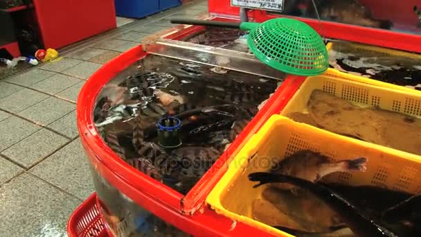 Veduta della bancarella con frutti di mare al mercato del pesce di Busan, Corea . — Video Stock