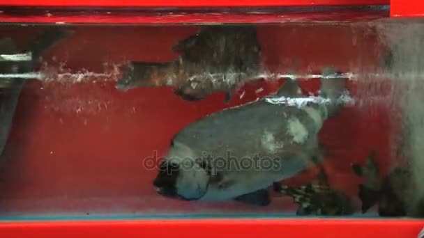 Ζωντανά ψάρια στο κόκκινο δοχείο με νερό της θάλασσας κατά την αγορά ψαριών στο Μπουσάν, Κορέα. — Αρχείο Βίντεο