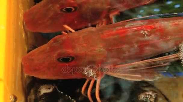 Coloridos peces vivos se mueven en el tanque con agua de mar en el mercado de peces en Busan, Corea . — Vídeos de Stock