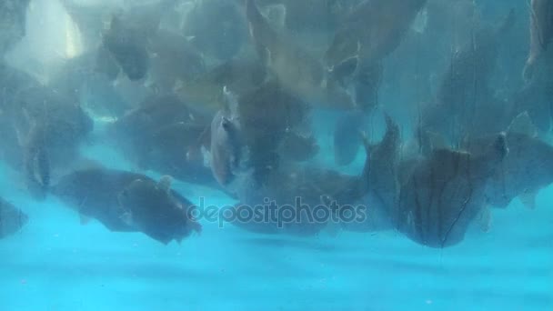 부산에서 수 산 시장에서 바다 물으로 탱크에 있는 물고기를 라이브. — 비디오