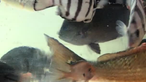 Живая рыба в аквариуме с морской водой на рыбном рынке в Пусане, Корея . — стоковое видео