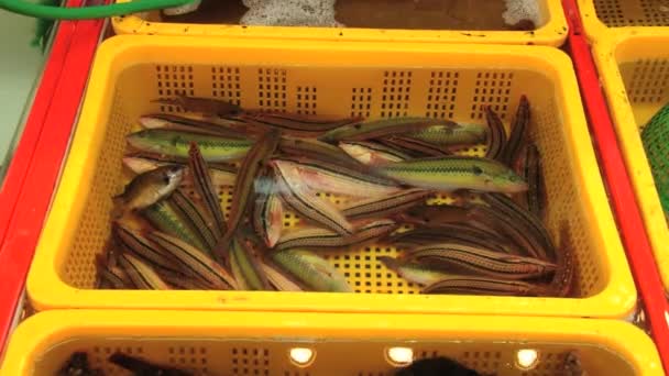 Live sea fish move in the yellow plastic tank with sea water at the fish market in Busan, Korea. — Stock Video
