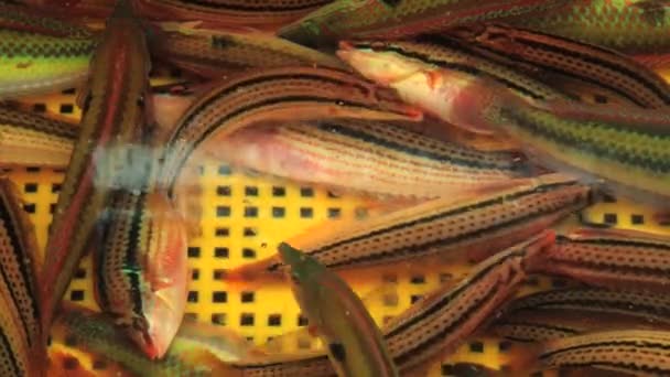 Busan, Kore balık pazarında, deniz suyu ile sarı plastik tank içinde canlı deniz balık taşı. — Stok video