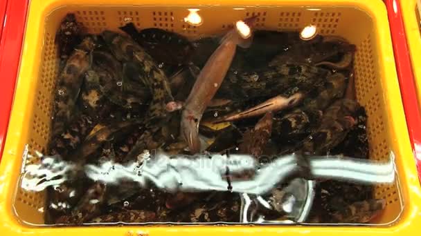 Pesci di mare vivi si muovono nel serbatoio di plastica gialla con acqua di mare al mercato del pesce a Busan, Corea . — Video Stock