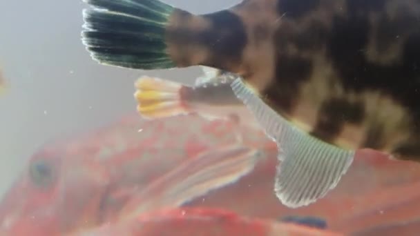 Des poissons de mer vivants se déplacent dans l'aquarium avec de l'eau de mer au marché aux poissons de Busan, en Corée . — Video