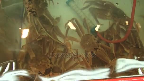 Cangrejos vivos en el tanque con agua de mar en el mercado de pescado en Busan, Corea . — Vídeo de stock