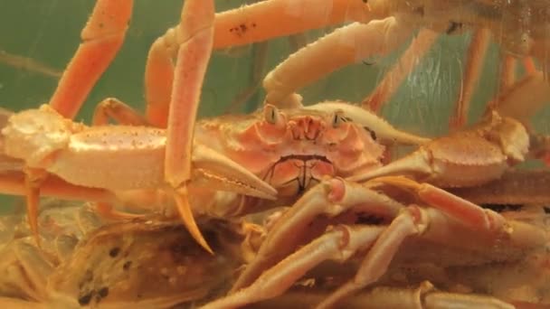 Levande krabbor i tanken med havsvatten på fiskmarknaden i Busan, Korea. — Stockvideo