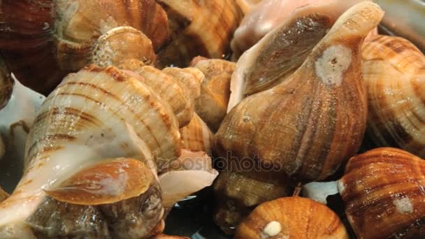 Conchas vivas no mercado de peixe em Busan, Coreia . — Vídeo de Stock