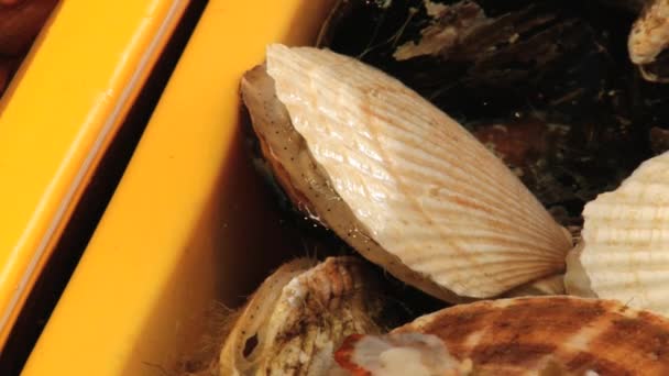 Coquillages vivants au marché aux poissons de Busan, Corée . — Video