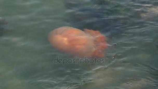 Gros méduses roses flotte dans l'eau au manteau près de Pusan, Corée . — Video