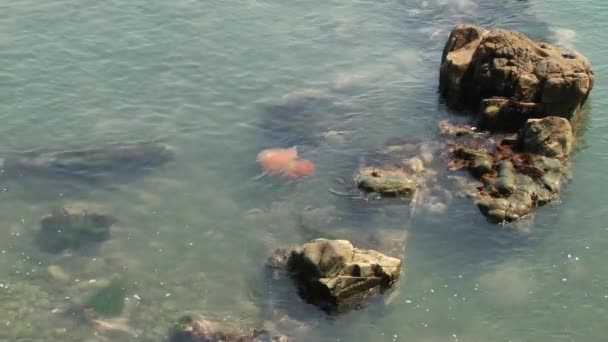 在韩国釜山附近的外套在水中漂浮的大粉红色水母. — 图库视频影像