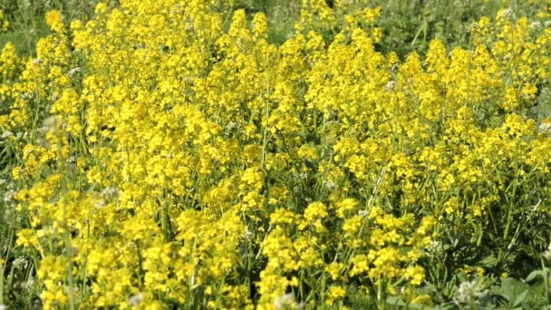 Gele verkrachting oliehoudende zaden bloemen in het veld in het voorjaar. — Stockvideo