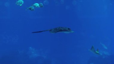 İnsanlar Singapur akvaryum Singapur, Singapur için ziyaret edin..