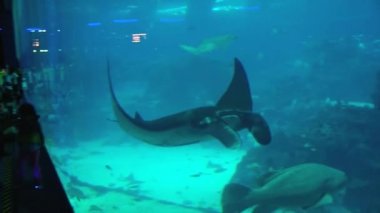 İnsanlar Singapur akvaryum Singapur, Singapur için ziyaret edin..