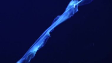 Singapur dev akvaryum denizanası taşır.