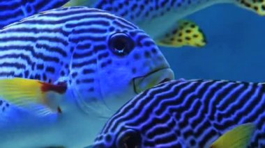 Tropikal balık içinde Singapur büyük akvaryum.