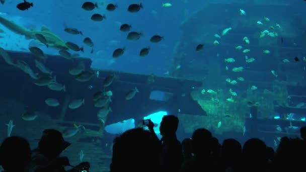 La gente guarda i pesci nell'Acquario di Singapore a Singapore, Singapore . — Video Stock