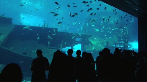 Ludzie oglądać ryby w akwarium Singapore w Singapur, Singapore. — Wideo stockowe